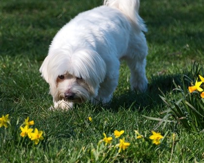 cropped_sniffing_dog.jpg