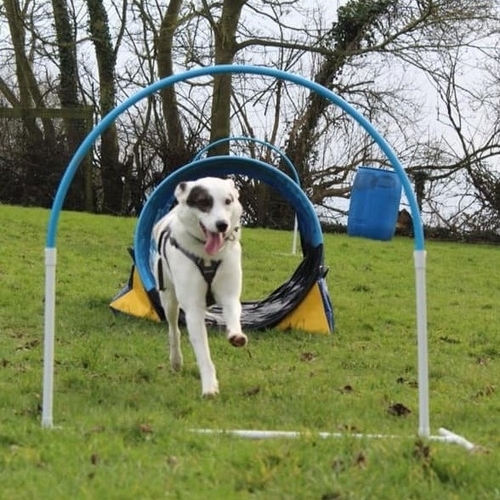 Canine Hoopers