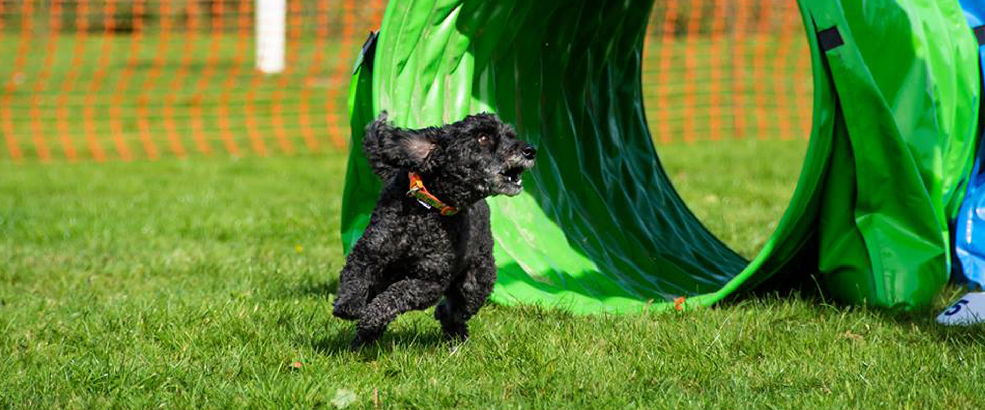 CANINE HOOPERS